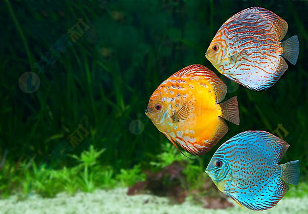 海底熱帶魚高清圖片下載-找素材