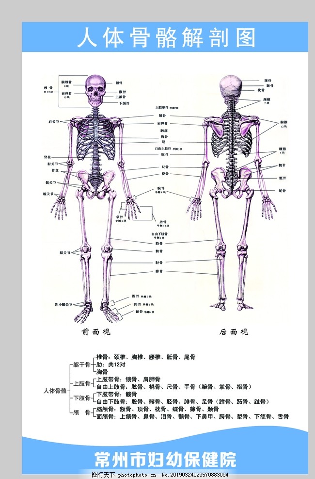 人體骨骼解剖圖圖片